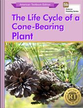 The Life Cycle of a Cone-Bearing Plant