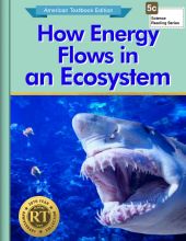 How Energy Flows in an Ecosystem