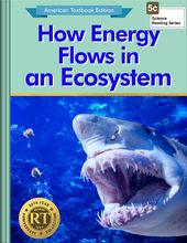 How Energy Flows in an Ecosystem